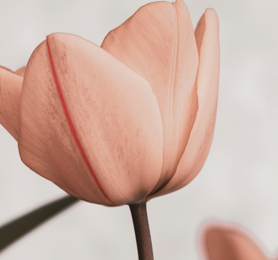 But…Together…Grace: Celebrating the 100th Anniversary of the PRCA (and the RFPA)