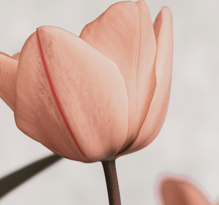 But…Together…Grace: Celebrating the 100th Anniversary of the PRCA (and the RFPA)