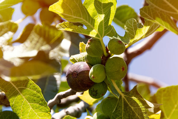 Look at the Fig Tree