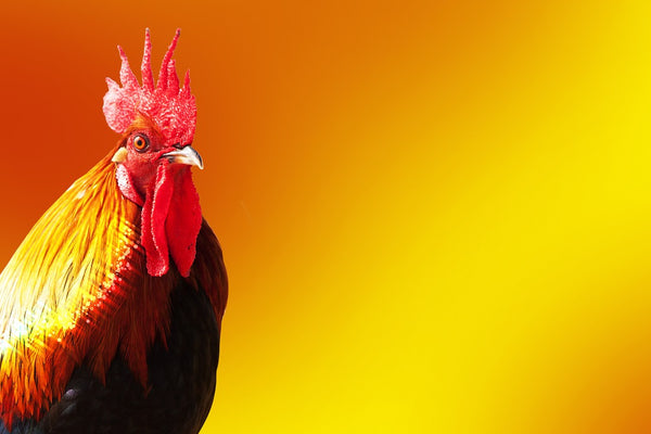 “Post Hoc, Ergo Propter Hoc?” Non!, or, “Don’t Kill the Rooster!”